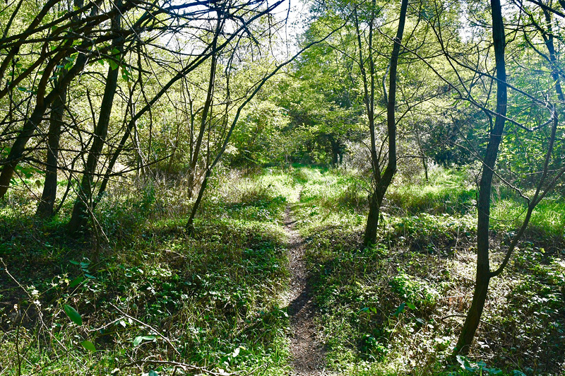 The DUMP Mountain Biking Trail